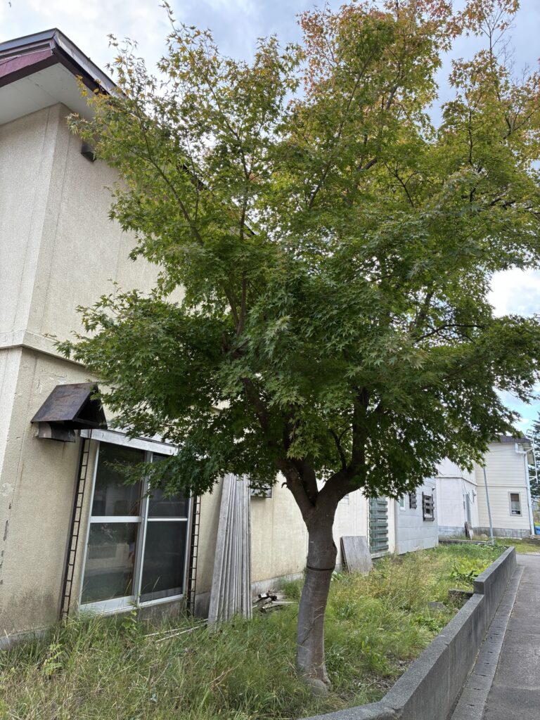 札幌市南区の住宅そばにある大きな庭木の伐採前の様子
