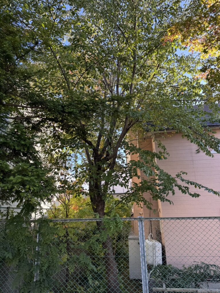 札幌市豊平区西岡にある高さ約12mの桜の木の伐採前の様子